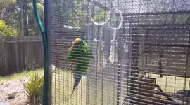 My pets cooling off under a water sprinkler to beat 40 Celsius heat