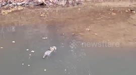 Raccoon swimming
