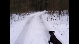 Dog slipping on ice