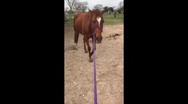 Sedated horse walking