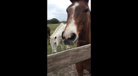 Horse smiling for treat