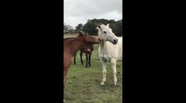 Rescue horses play fighting
