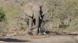 Wild Elephants in Ubhejane Hide, Umfolozi, Kwazulu Natal, South Africa