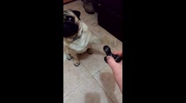 Taught my dog (Pug) to spin an EDC fidget spinner!