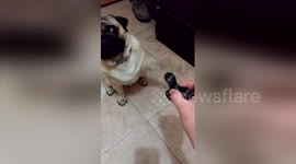 Owner teaches pug puppy to turn spinner