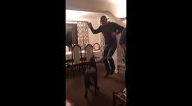 Man teaches labrador how to dance