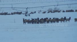 Elk Moving Out
