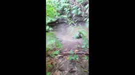 Otter in creek playing with plastic bottle