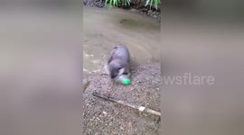 Otter gets overexcited about plastic bottle