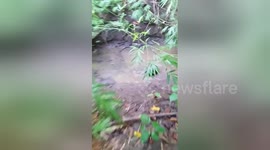 Newsflare Edit - Otter gets overexcited about plastic bottle