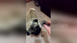 Newsflare Edit - Owner teaches pug puppy to turn spinner