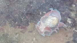 Amazing Snail