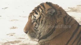 Chubby Siberian tigers in zoo in northernmost China