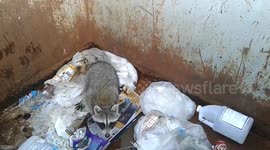 US man rescues trapped raccoon from dumpster