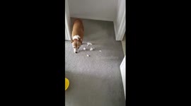 Guilty dog crawls across floor.