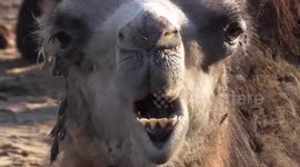 Watching A Baby Camel Eat Is Strangely Compelling