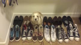 Cocker Spaniel tries hiding amongst owner's shoes