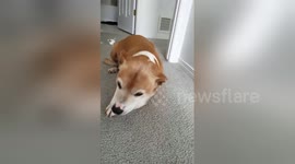 Guilty dog crawls low after tearing up paper towel