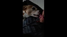 Ferocious Dog Actually Just Wants To Show Affection