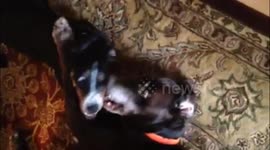 Dogs speaking to each other with bizarre sounds