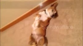 Dog obsesses over tennis ball