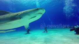 VERY Curious Tiger Shark Investigates Diver