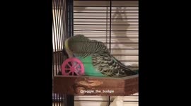 Reggie enjoying Miss Penguin on Valentines