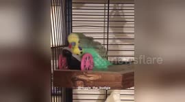 Budgie frenetically 'kisses' penguin toy on Valentine's Day
