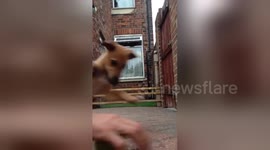 Newsflare Edit - Dog training fail