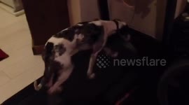 Dog chaseing rc car