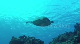 Female Hawksbill Turtles Territorial Dance