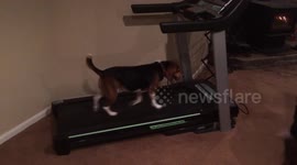 How to exercise your dog