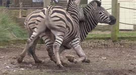 Zebras 'fooling around' Valentine's Day