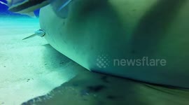 Lemon and tiger sharks get uncomfortably close to divers