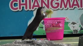Otter cleans up after pigs at Chiang Mai Zoo
