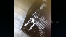 'Heroic' husky breaks out of cage and releases buddies in pet hospital