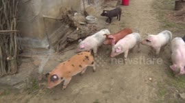 Pigs from same farrow display four different skin colour