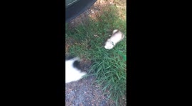 Unedited happy ferret wags tail