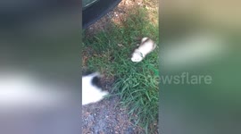 Newsflare Edit - Unedited happy ferret wags tail