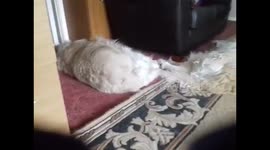 The dog who had the best seat in the house LOL