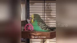 Newsflare Edit - Budgie frenetically 'kisses' penguin toy on Valentine's Day