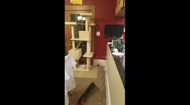 Daphne the Bengal cat, doing her laser light exercise.