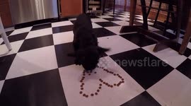 French Bulldog puppy eats Valentine heart made of food