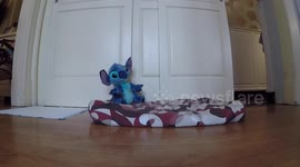 French Bulldog Pounces on Lilo & Stitch Doll