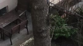 Crazy Squirrel Chase On Tree