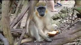 Monkey Eats Mango Food