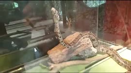 Snake Boa Constrictor Animal