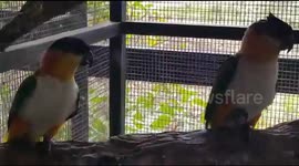 Green and Yellow Birds