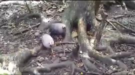 Exotic Birds walk in the Forest woods