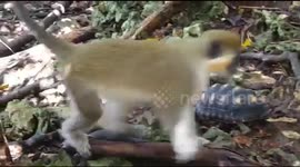 Monkey Close up Footage in Forest